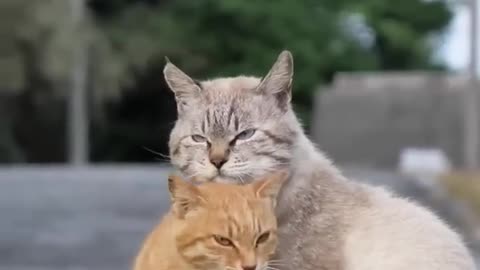 funny cats