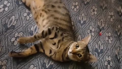 Cute cat playing