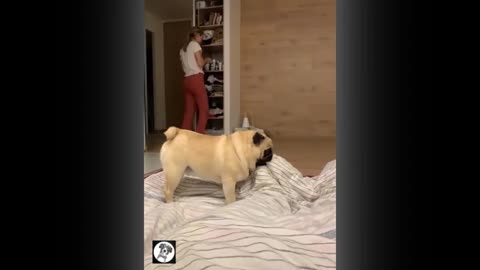 Pug Funny Moments_ Cute_ Dog 🐕 videos||| Pets Funny .