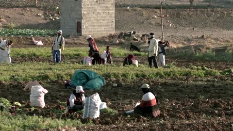 Yemeni farmers use solar-powered irrigation