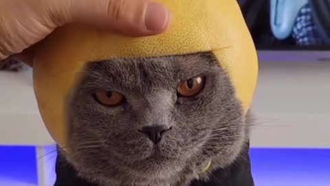 Supar hero lemons cat