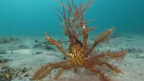 Huge intimidating fancy Decorator Crab #shorts #viral #shortsvideo #video