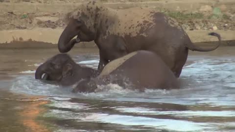 Baby Elephant And Parents Make A Happy Noise While In The River - ElephantNews