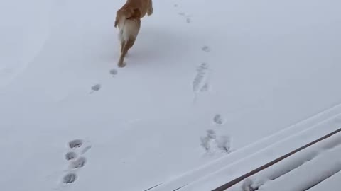 Golden Retrievers love the snow!