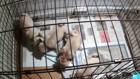 Puppy Cam (9/28 Night)