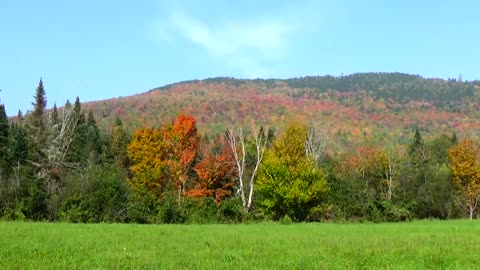 Fall Foliage