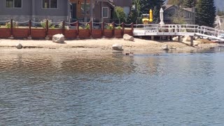 Bear Swims Across Lake Tahoe With Cubs in Tow