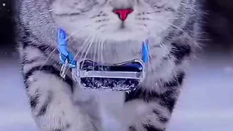 A Beautiful Cute Cat is walking in Snow Fall