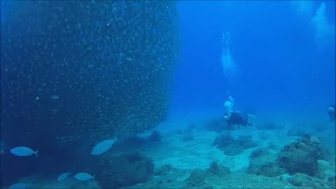 Ocean Life and Nature Documentary - Amazing Underwater