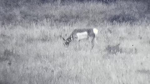 1971 Black Hills Wildlife