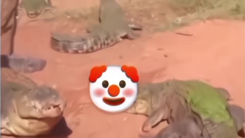 A Hungry crocodile 🤣🤣