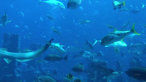 Watch this variety and density of fish that conveys good vibes