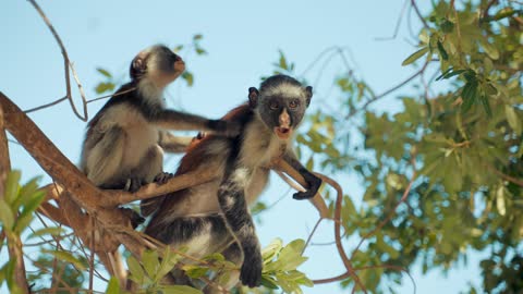 Monkeys Eating Leaves on Top of the Tree Branches