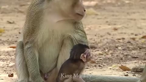 Baby monkey//attacked by big monkey//-