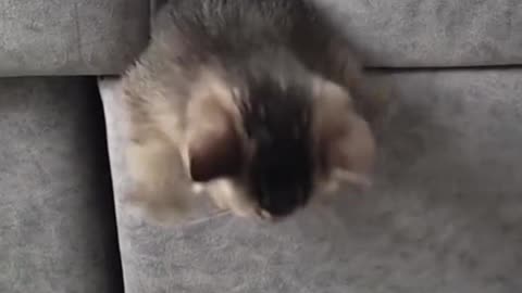 New funny cats so funny