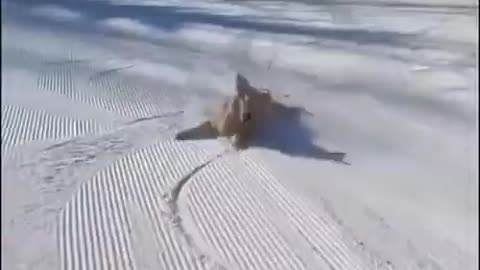 Dog enjoying snow skiting