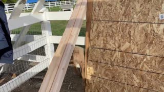 Snickerdoodle - Our chubby lamb gets stuck between fence