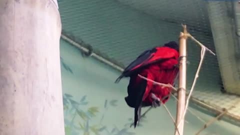 DRACULA PARROT