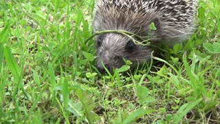 Adorable Hedgehog Taking A Stroll