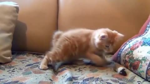 Little Kitten Playing His Toy Mouse