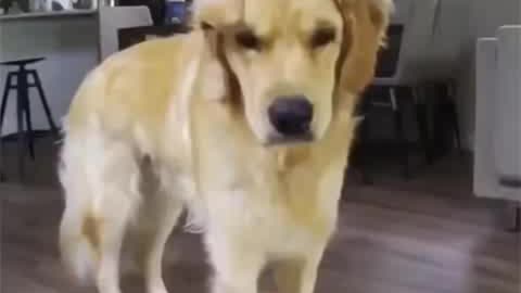 This Golden Retriever is doing a drowsy 💤 | Furbo Dog Camera