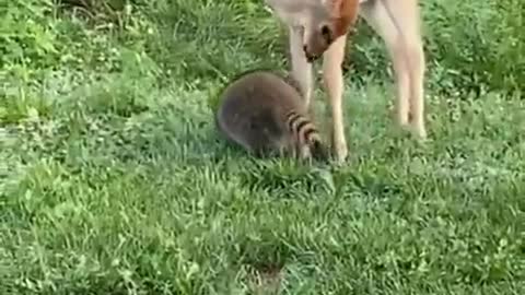 Deer and Racoon playing