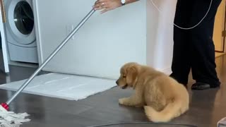 "Helpful" Golden Retriever Puppy "Assists" With The Cleaning