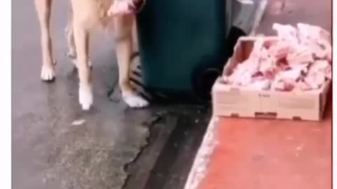 Feeding the Stray dog