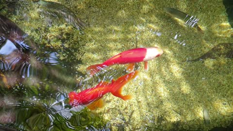 Goldfish Reflections