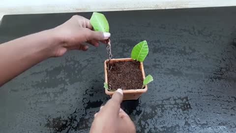 How to grow guava trees from guava leaves - With 100% Success