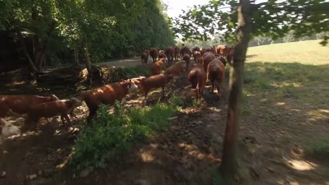 Herd Of Cows Crossing Stream In Forest