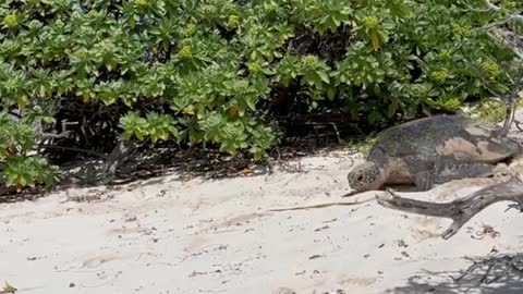 It is officially the nesting season for green and loggerhead sea turtles on Heron Island.