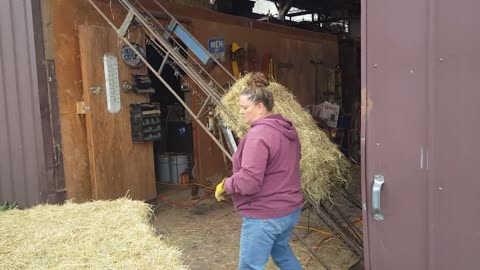 Loading Hay to the Hay loft Oct 11, 2020