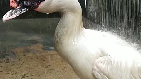 Duck Enjoying Shower