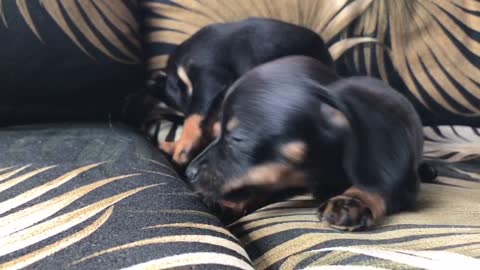 4 weeks old mini Dachshunds pups playing will melt your heart