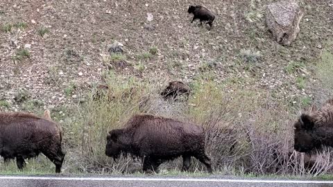 Bison and Babies Cross the River