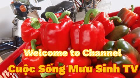 cuộc sống mưu sinh tv - Ớt Đà Lạt