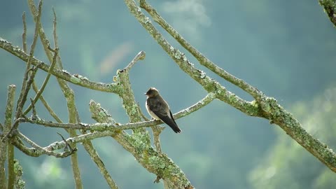 bird-tit-perch-manger-plumage