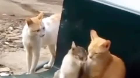 This white cat's girlfriend kissed a black cat, so sad that she went home and cried for a long time