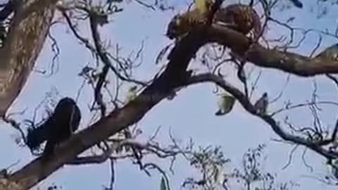 Black leopard of Kabini in action