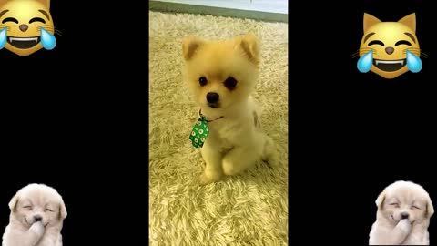 funny and cute dogs dog