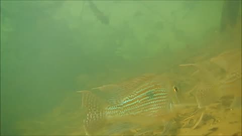 Paraná river, Brazil - Images of fish from the region 😱