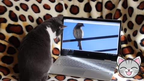 Fluffy cat plays with bird on notebook screen