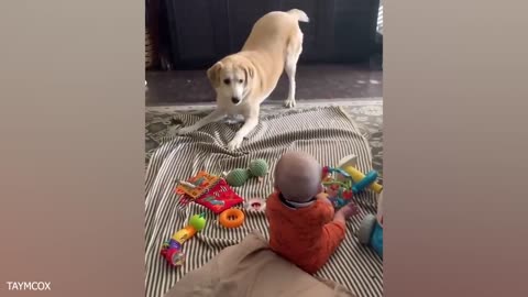 When your dog becomes the trusted nanny - Cute Moments Dog and Human