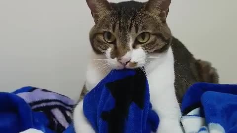 cat kneading with blanket