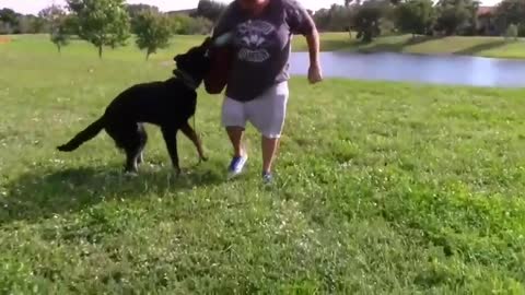 Train your dog to make more aggressive