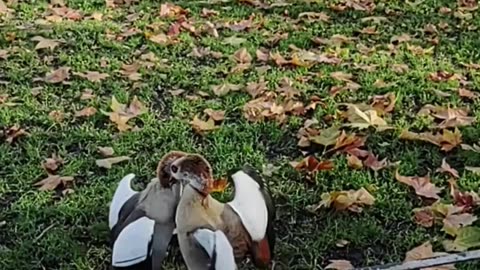 Geese Fight in London’s Green Park Next to Police!