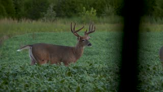 Tiffany's First Kentucky Buck