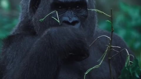 The chimpanzee is eating grass