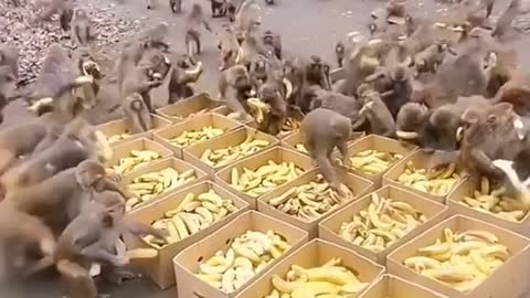 Monkey's banana party